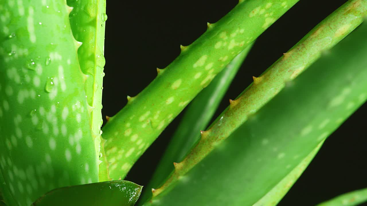 The aloe vera plant is spinning on black background. Close up of succulent plant leaves, medicinal plant used in cosmetology