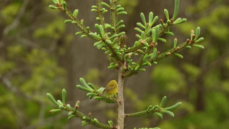 beautiful female yellow warbler bird in small bush in the middle of the forest