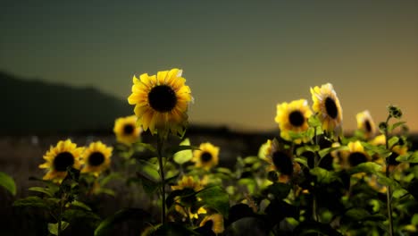 Sunflower-field-on-a-warm-summer-evening