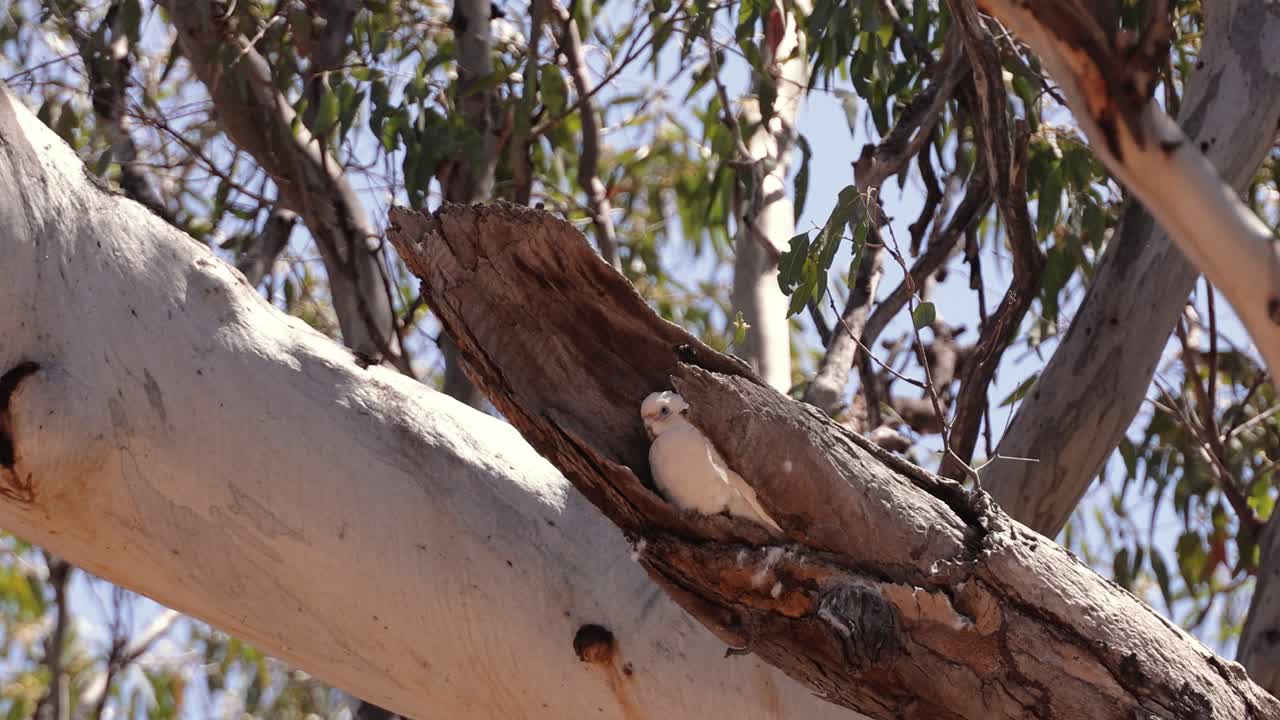 Little Corella sitting in a nest in a hollowed gumtree, Miles, Queensland.