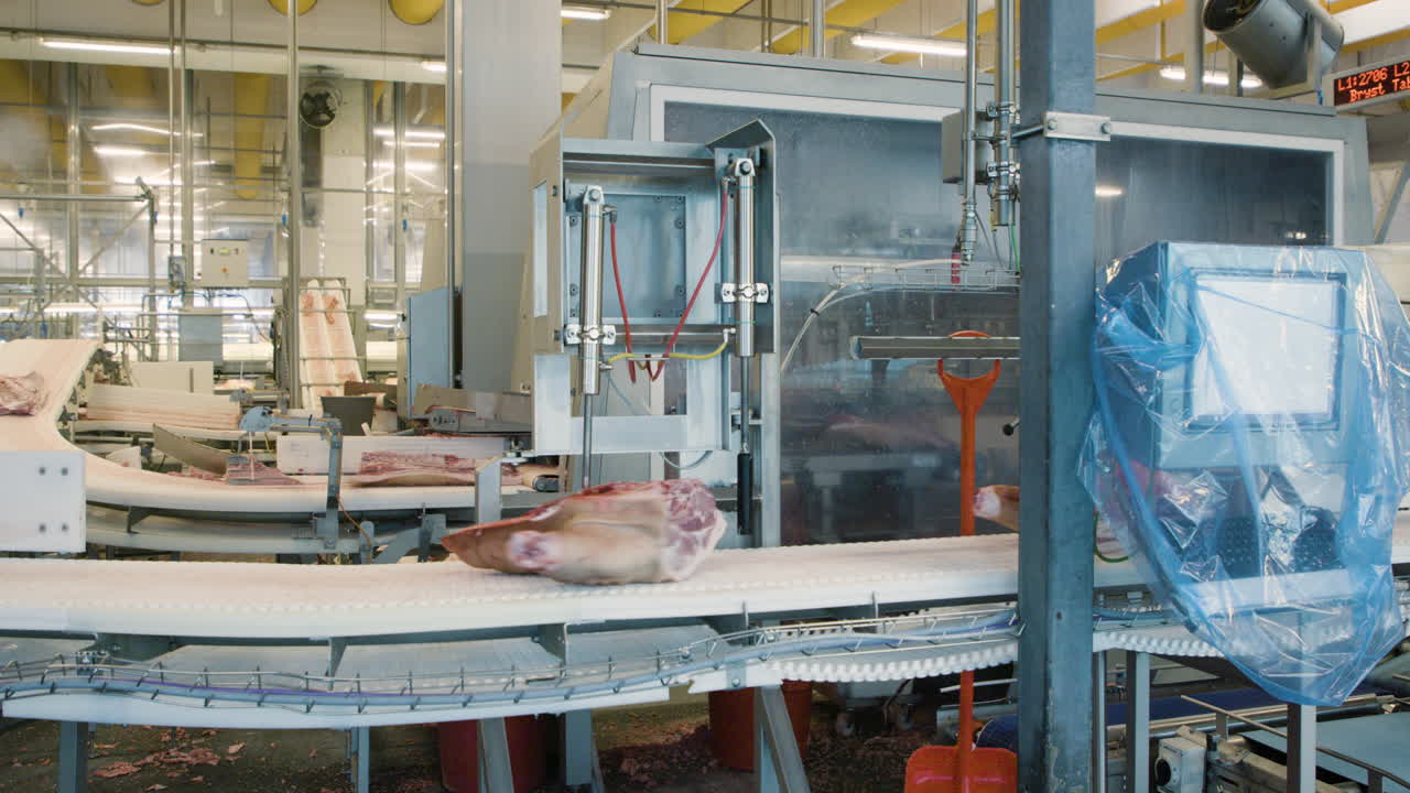 Pig meat rolling on conveyors in big slaughterhouse