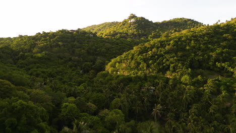drone fly above natural jungle tropical unpolluted palm tree forest , aerial view at sunset of amazing scenic landscape