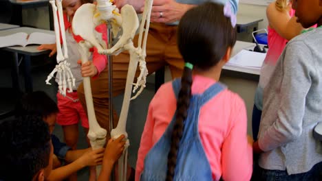 multi-ethnic school kids fixing skeleton model in classroom at school 4k