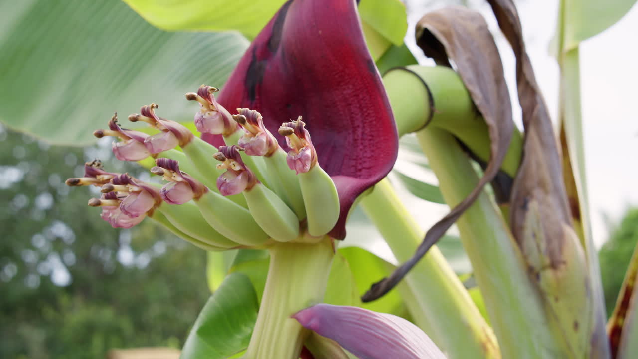 Explore stunning details of a banana flower's bloom in a vibrant natural setting