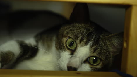 cat with a sleepy expression with white and black fur