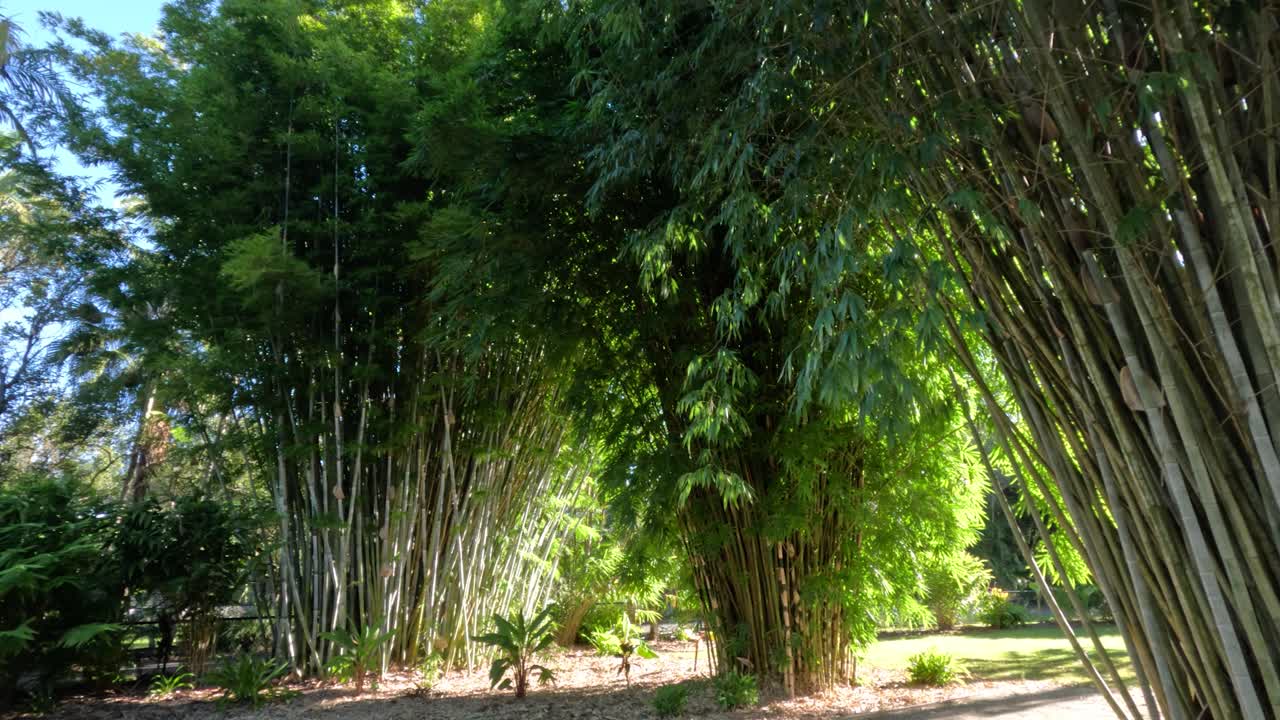 빛 에 부드럽게 흔들리는 대나무 숲