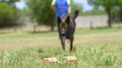 shepherd dog being trained by his owner in the field 4k