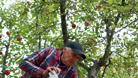 male farmer standing on the ladder gathering apples. farmer bends to put the fruit into the box. low angle view.