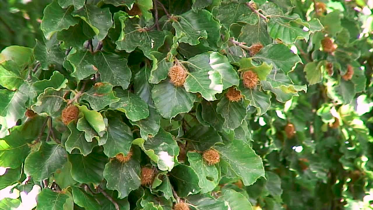 Beech nuts hanging from a branch of a Beech tree