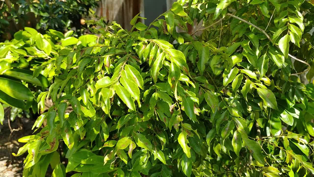 hojas de curry frescas balanceándose en plantas verdes exuberantes, perfectas para cocinar. nativas del subcontinente indio, estas hierbas aromáticas prosperan en climas tropicales