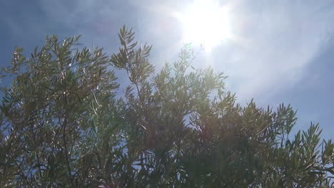 olive tree under sunny blue sky