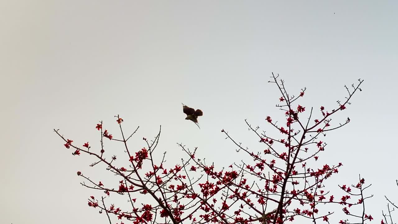 구름이 많은 날 에 빛나는  ⁇ 은 꽃 나무 위 를 날아다니는 독수리