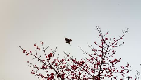 águila volando sobre un árbol de flores rojas durante un día nublado