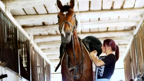 stable, a girl rider sets a backing for a saddle and a saddle for riding, on the back of a brown young handsome horse, a thoroughbred stallion