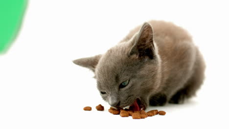 kitten eating kibble