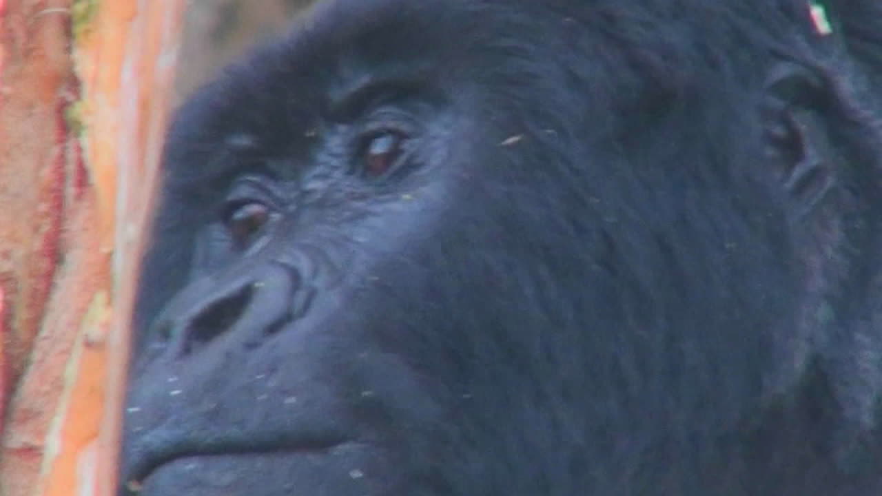 cerca de un gorila hembra adulta mirando a su alrededor