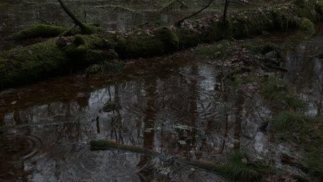 rain drops falling into calm water