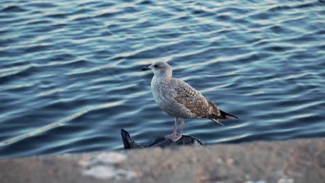 gaviota esperando y volando - 4k