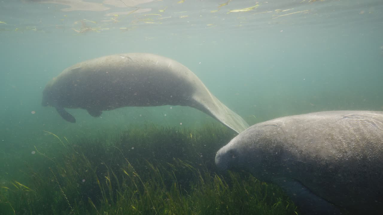 Two manatees swimming in shallow seaweed grass bed