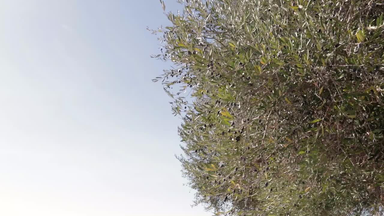 Olive tree swaying in light breeze. Static Shot with space for typography on first left third of frame.