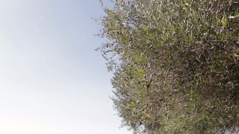 olive tree swaying in light breeze. static shot with space for typography on first left third of frame.