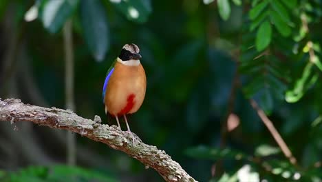 the blue-winged pitta has seven visible colours and it is commonly found in thailand and other southeast asian countries