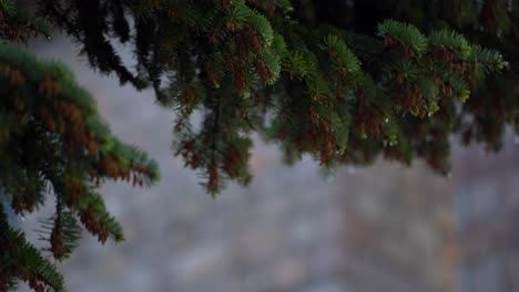 green foliage of the fir: a beautiful background space for nature messages after the spring rain
