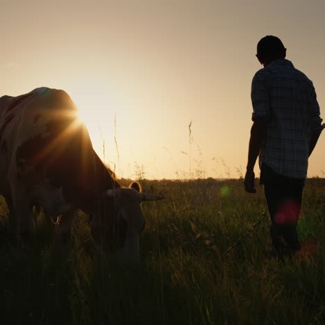 farmer leads cow through a meadow 2