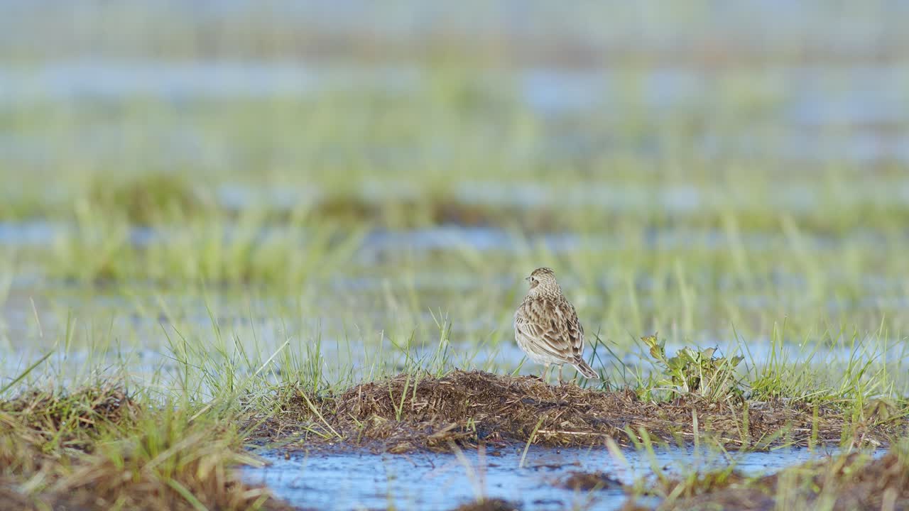 종달새는 습지가 범람한 초원에서 땅에서 쉬고 먹이를 먹고 있다