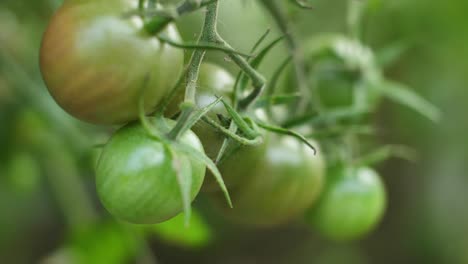 tomates en racimos colgados en una rama