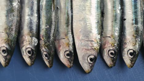 fresh sardines