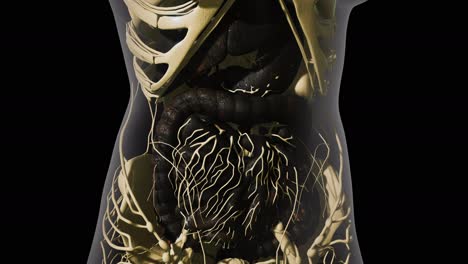 anatomía detallada del sistema digestivo humano