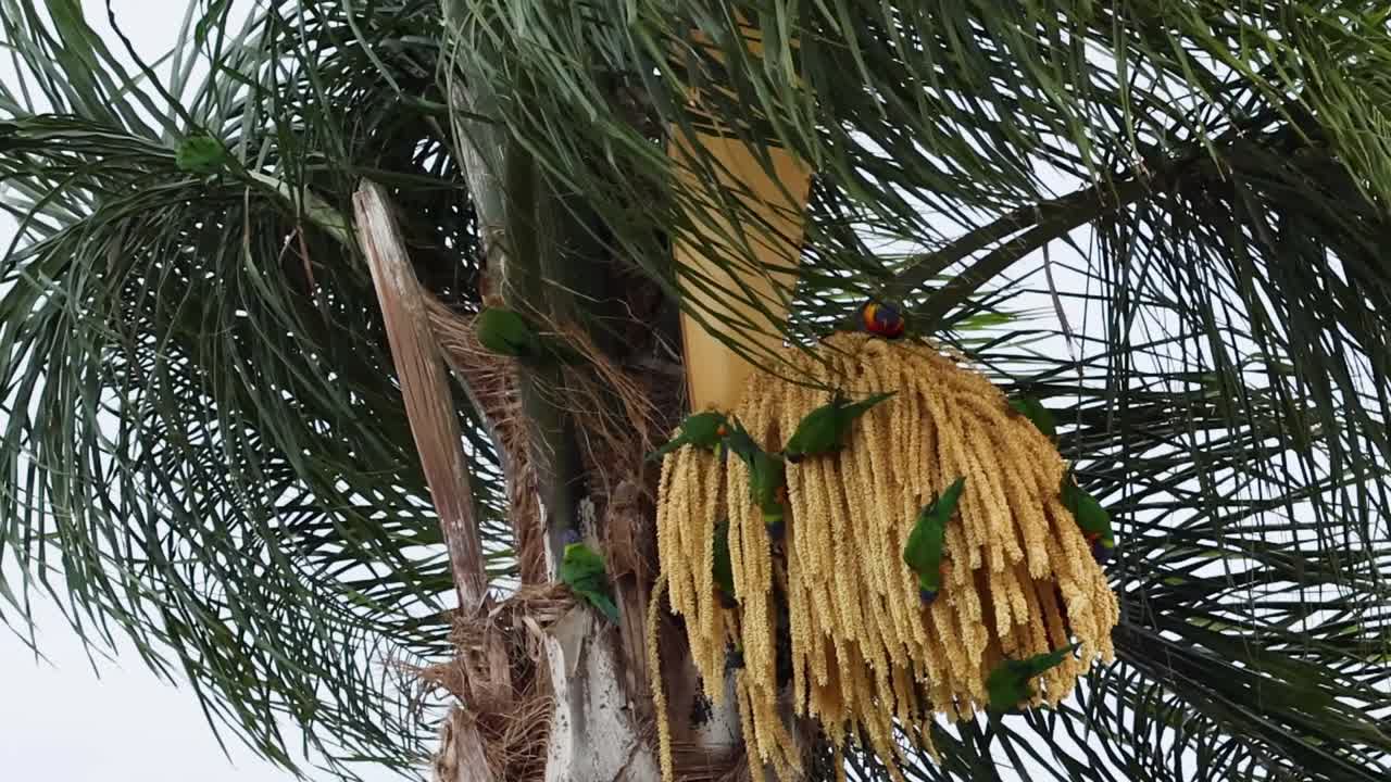 A lorikeet perches on palm flowers, surrounded by lush green fronds.