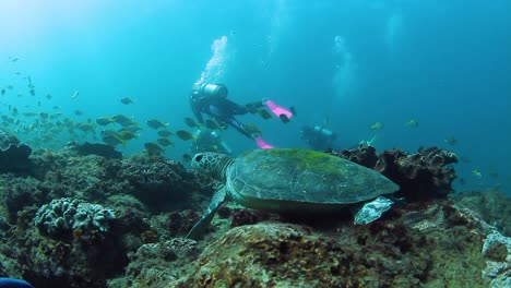 a sea turtle resting in tropical waters while scuba divers swim past