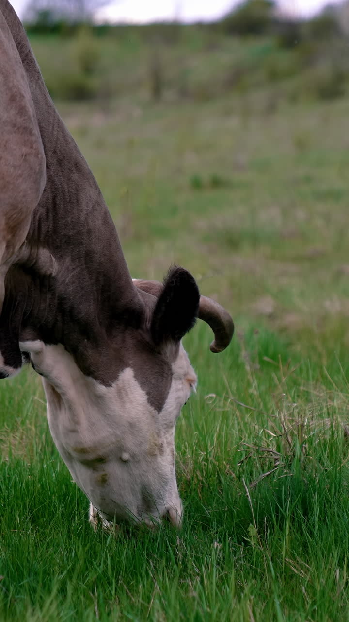 Cow grazing on a meadow. Cattle standing in a green field Vertical video