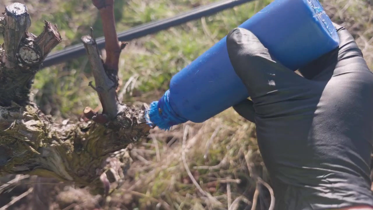 Un operaio dipinge con cura i tagli di potatura freschi sulle viti con sigillante protettivo durante la manutenzione invernale del vigneto e la prevenzione delle malattie