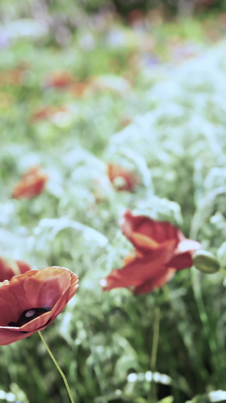 Red poppy flowers bloom in a green field during daylight in springtime