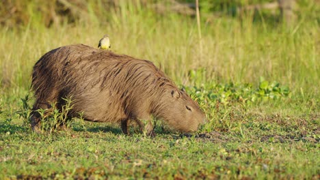 Tiny-yellow-cattle-tyrant-riding-on-top-of-a-pregnant-capybara-while-it-forages-on-the-ground-for-delicious-fresh-grass-at-beautiful-sunset-golden-hours,-ibera-wetlands,-pantanal-brazil