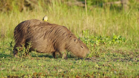 diminuto tirano de ganado amarillo cabalgando sobre una capibara preñada mientras busca en el suelo deliciosa hierba fresca en las hermosas horas doradas del atardecer, humedales de ibera, pantanal brasil