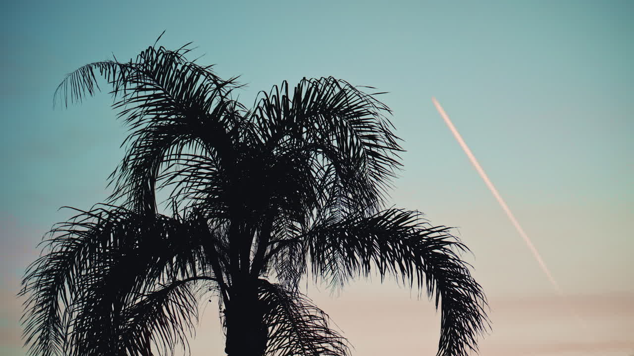 A silhouette of a palm tree against a soft blue sky with a plane contrail