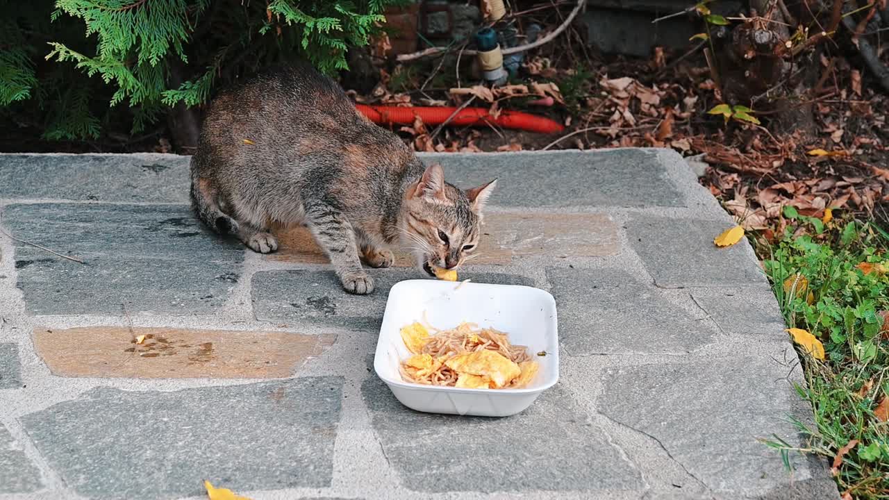 A homeless cat eating a piece of food from a dish on the ground. Bees flying around. Slow motion