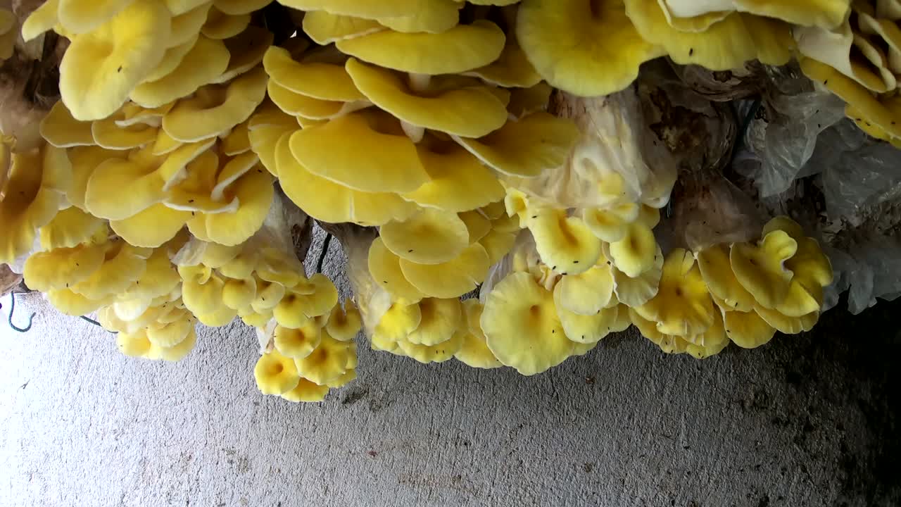 fondo del movimiento de la pared de la granja de hongos