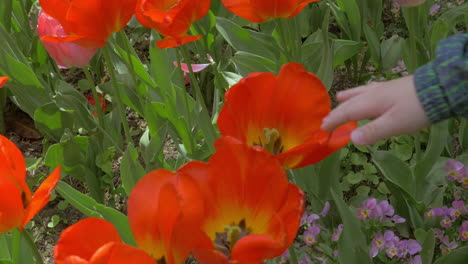 View-of-small-boy-touching-red-tulips-in-the-field