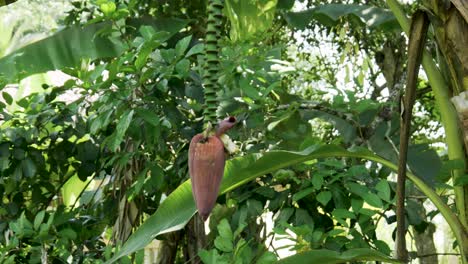 musa balbisiana plantain bunch hanging from lush tropical tree branch panning up to healthy banana type crop