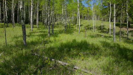 Aspen-Tree-spring-yellow-purple-flower-in-Colorado-forest-cinematic-aerial-drone-lush-green-grass-after-rain-daytime-sunlight-peaceful-Rocky-mountain-hiking-trails-Denver-Vail-Aspen-Telluride-USA-back