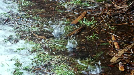 a line of water dripping into a puddle of water on the ground with snow, grass and leaves