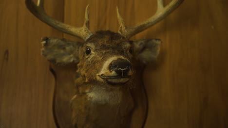 Taxidermy-mount-of-white-tailed-deer-head-with-antlers-on-shield-mount-of-wooden-wall