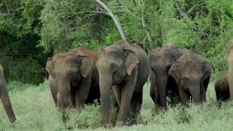 group of asian elephants in the forest