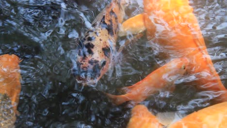 colorful koi fish in the lake with reflections of tree shadows