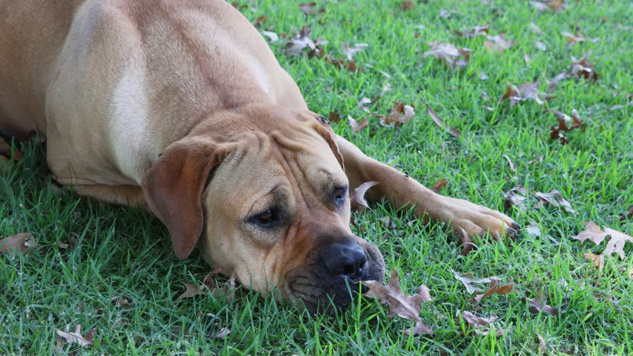 Brown Mastiff dog full of wrinkles in his face resting on green grass between leaves